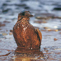 oil-spill-header