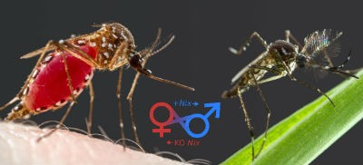 L_052215-fralin-mosquitosexes