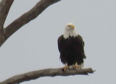 bald eagle