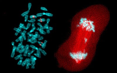 L_071515-fralin-chromosomes