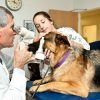 service dogs eye exams