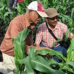 corn pest africa