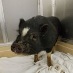 potbellied pig