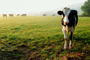 dairy farms