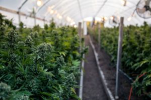 hemp greenhouse