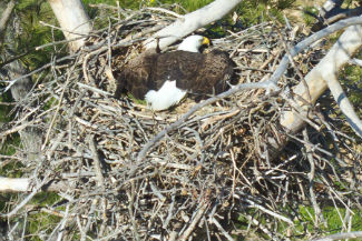 Eagle in nest