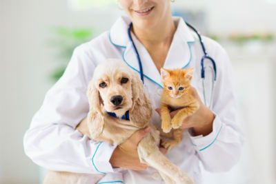 Pets