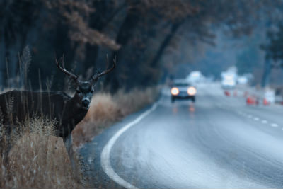 deer on roadways