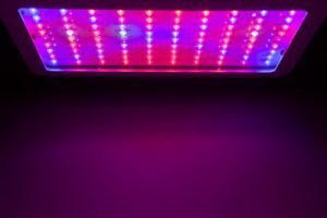 LED grow light