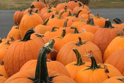 pumpkins