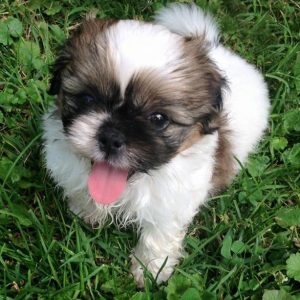 puppy outside snickers