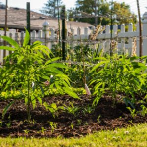 grow cannabis at home