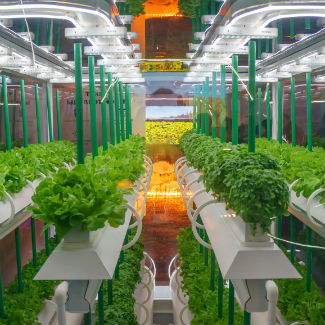 Benefits Of Practicing Hydroponic Gardening