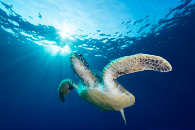 Maui sea turtle
