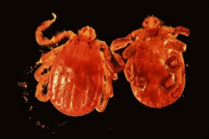 asian longhorned tick