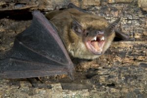 bats