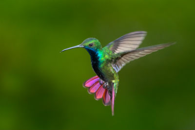 Hummingbirds