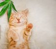 cbd stress cats