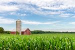 farm corn