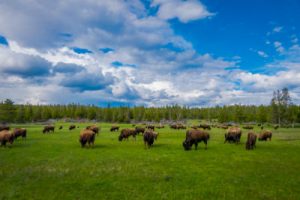 bison farmers