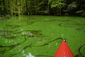 algae