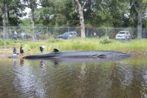 Sei Whale
