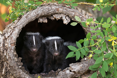 skunk business