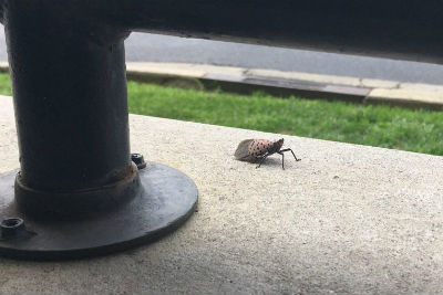 spotted lanternfly