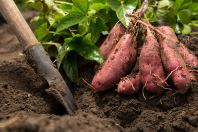 sweet potato