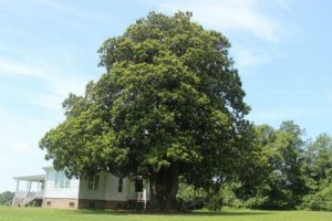 big tree program