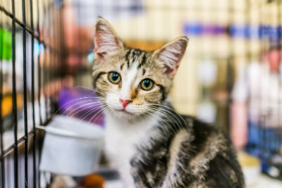 Cat's Cradle receives $15K grant from PetSmart Charities ...