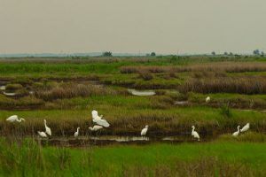 chesapeake bay