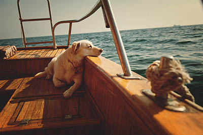 Dog on boat