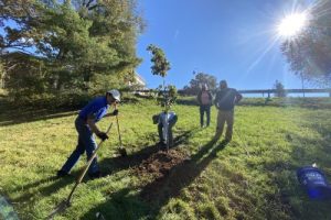 Staunton Tree Legacy Project