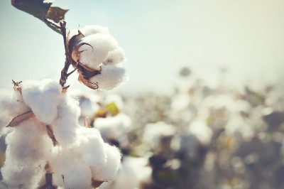 cotton farm
