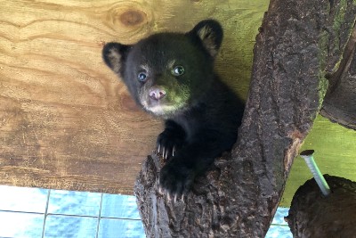 bear cub wildlife center