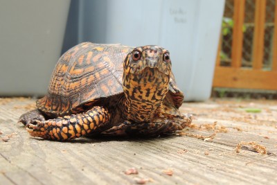 box turtle wildlife center