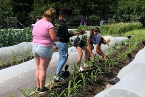 waynesboro gardening