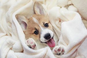 corgi puppy