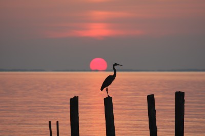 chesapeake bay