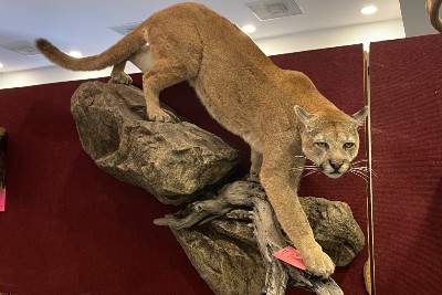 Taxidermy 3