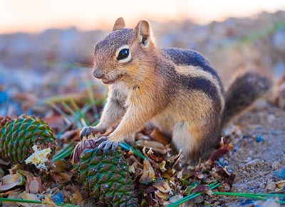 https://augustafreepress.com/wp-content/uploads/2022/03/chipmunk-squirrel.jpg