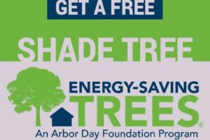 Charlottesville shade trees