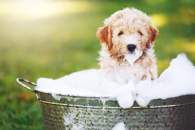 dog bath shampoo puppy grooming