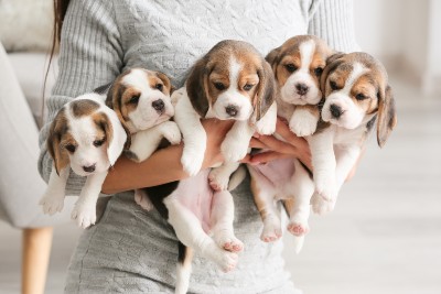 beagles