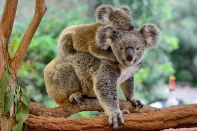 Australia lists koala as an endangered species across most of its range »  Yale Climate Connections