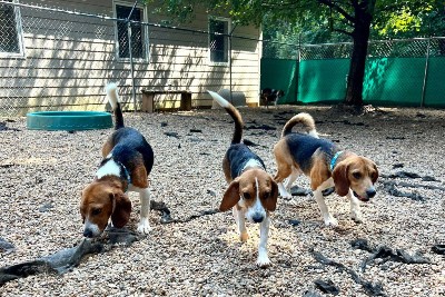 envigo beagles