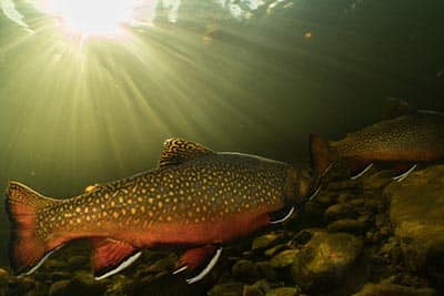 Conservation Partnership Restores Native Brook Trout In Five Ponds Within Five Years Essentials