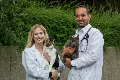 Veterinary medicine researchers awarded grant to study heart disease in cats