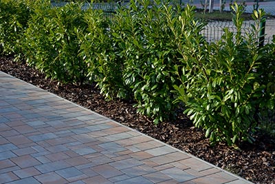 evergreen shrub plant barrier